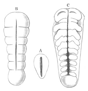 Views of a developing Scorpion