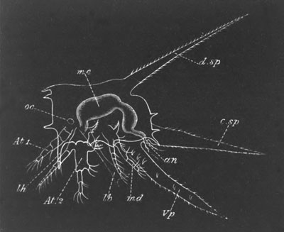 Nauplius larva of Lepas fascicularis