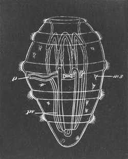 Late stage of Synapta