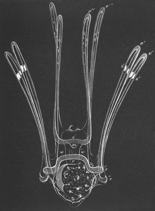 Full-grown larva of Strongylocentrus