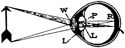 Structure of eye