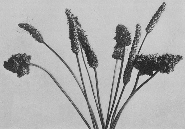 Fig. 2.—Malformed Heads of Plantago Lanceolata.