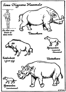 Some Oligocene Mammals