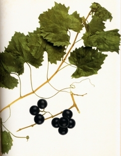 SHOOT OF VITIS ROTUNDIFOLIA