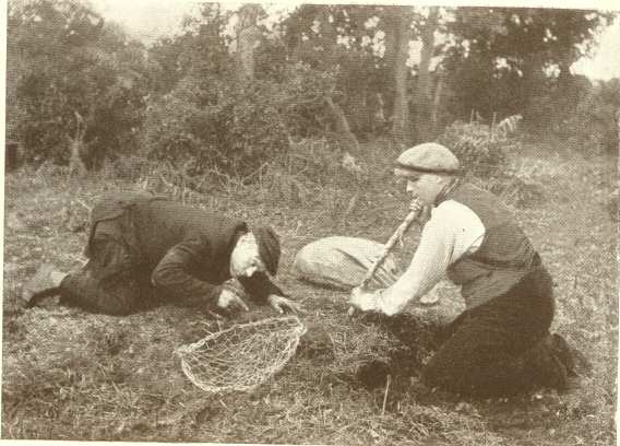 Netting Rabbits.  Photo. F. R. Hinkins