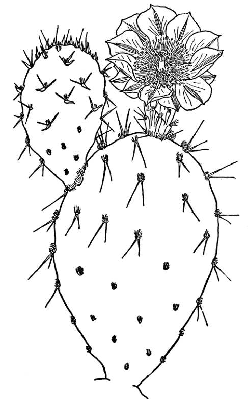 GOLDEN PRICKLY PEAR (Opuntia Covillei)