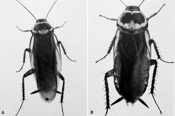 Periplaneta australasiae.