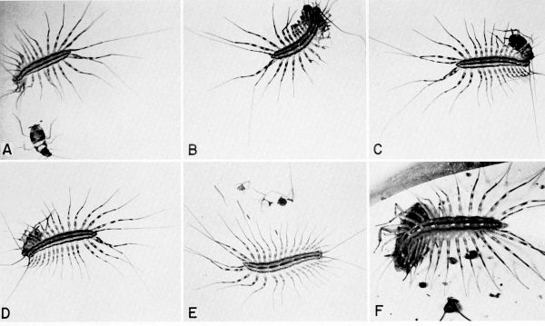 Scutigera coleoptrata.