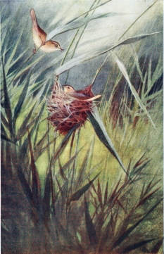 REED WARBLER