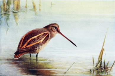 COMMON SNIPE