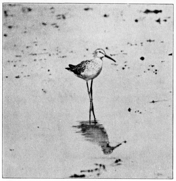 DOWITCHER. STILT SANDPIPER.