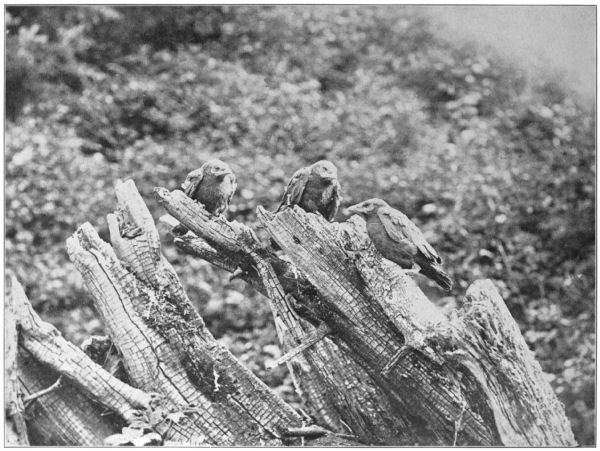 Three crows sitting on a tree stump