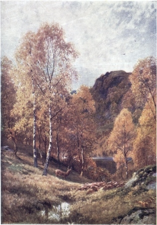 GOLDEN AUTUMN, THE TROSSACHS, PERTHSHIRE