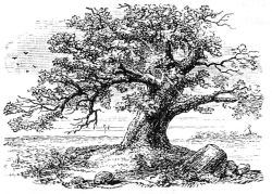 oak