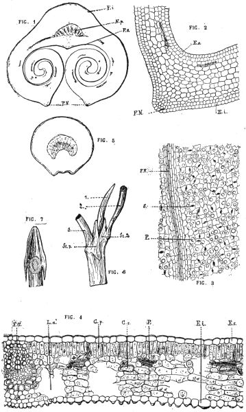 PLATE IV.