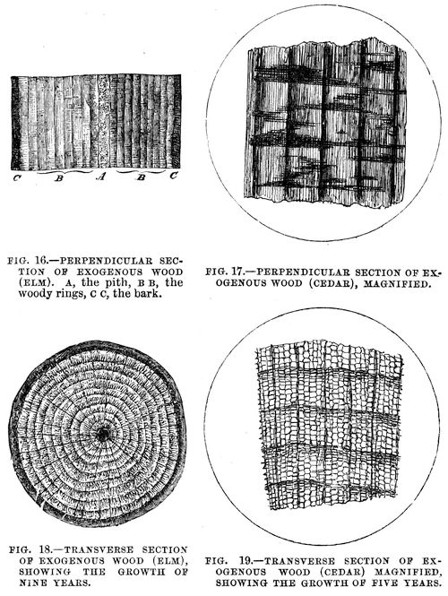 Perpendicular and transverse sections through cedar and elm wood.