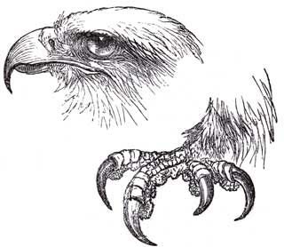 BEAK AND TALONS OF EAGLE