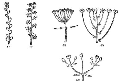 FIG. 46-50.—TYPES OF FLOWER CLUSTERS

Fig. 46. A spike, the individual flowers attached directly to the common
stalk. Fig. 47. A raceme, a spikelike cluster where individual flowers
are stalked. Fig. 48. An umbel, the individual flower stalks all arising
from one point. Fig. 49. Individual flower stalks of different lengths
but the cluster usually flat-topped (corymb). Fig. 50. A flower cluster
in which the end of the stem is terminated by a flower from the base of
which side branchlets similarly tipped with flowers arise (cyme).