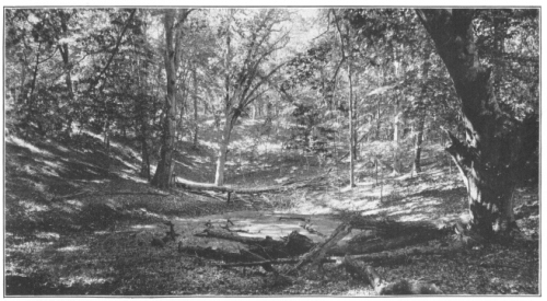 Temperate Forest on Gardiner’s Island, Long Island, N. Y.
Note the open vista through the trees, and lack of undergrowth, due to
the forest canopy, and contrast with the profusion of the under
vegetation in the rain forest (Courtesy of Brooklyn Botanic Garden.)