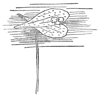 FIG. 12.—DUCKWEED

The smallest known flowering plant, with no leaves and tiny leaflike
stems floating on the surface. Flowers are borne from the margin of the
stem. (Eight times natural size).