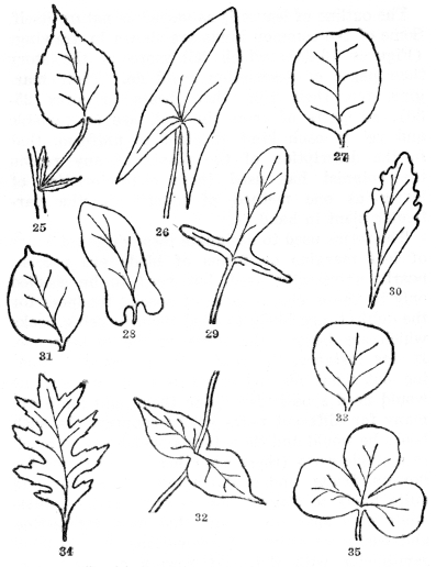 FIG. 25-35.—FORMS AND BASES OF LEAVES

Fig. 25. Simple leaf with blade, leafstalk (petiole), and two stipules
at the base. Margins of the leafblade serrate or saw-toothed. Fig. 26.
Leaf with a sagittate base, or shaped like an arrowhead, the lobes
pointing downward, and with entire margins. Fig. 27. Retuse or
emarginate tip, somewhat indented. Fig. 28. With the base auriculate or
with rounded basal lobes. Fig. 29. Hastate, like an arrowhead but the
lobes pointing outward. Fig. 30. With cuneate base (wedge-shaped). Fig.
31. Cuspidate tip with a usually hard and stiff point. Fig. 32.
Perfoliate, the leaf bases joined and the stem passing through them.
Fig. 33. Truncate, the top flattened. Fig. 34. Pinnately lobed, with
deep indentations cut toward the midrib. Fig. 35. Palmately lobed, out
toward the top of the leafstalk.