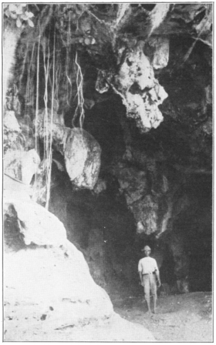 Aerial Roots of Fig Trees Hanging Over the Edge of a Cave
in the Rain Forest, San Lorenzo, Santo Domingo. (Photo by the author.
Courtesy of Brooklyn Botanic Garden.)