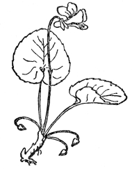 FIG. 69—THE VIOLET

Note the showy, often partly infertile upper flowers and the much
smaller cleistogamous ones at the base, which never open and yet produce
a good crop of seeds.