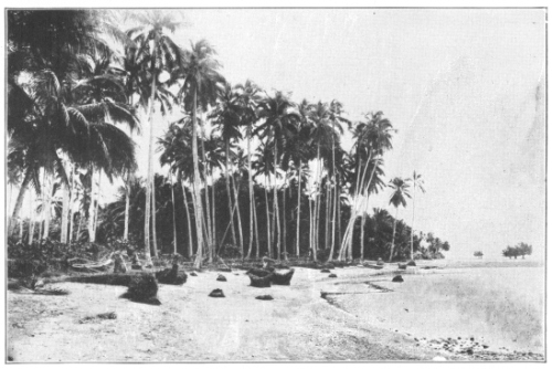 A Coconut Grove in the Philippine Islands. The people of
tropical regions have more uses for this plant than there are days of
the year. Its fruits will float in the sea for months without injury and
it is thought to have been distributed all over the tropical world by
ocean currents. Its true wild home is not certainly known, but is
probably tropical America. See chapter V for an account of the tree.
(Courtesy of Brooklyn Botanic Garden.)