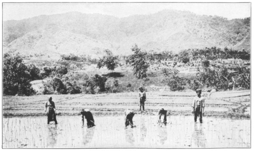 TRANSPLANTING RICE IN JAVA

(Courtesy of Brooklyn Botanic Garden.)