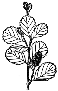 FIG. 95.—LOW BIRCH

(Betula pumila)

A bog shrub of the Betulaceæ or birch family. Most of them are tall
trees with both male and female flowers in catkins.