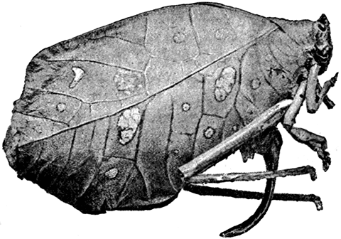 Fig. 19