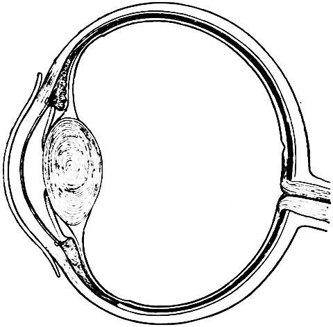 Fig. 31