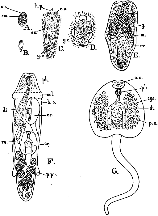 Fig. 10