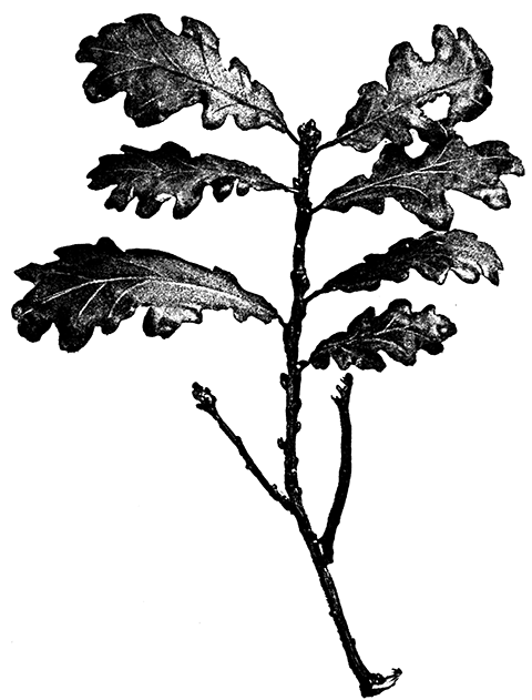 Fig. 18