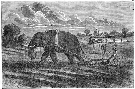 ELEPHANTINE AGRICULTURE.