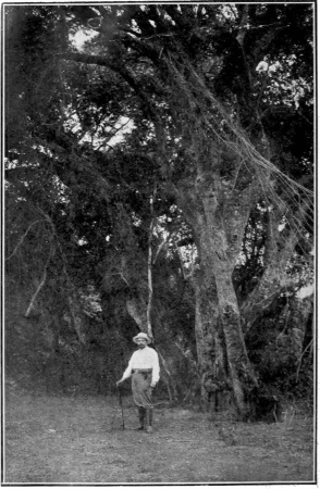 LES GÉANTS DE LA FORÊT A «NUEVA VALENCIA»