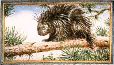 porcupine