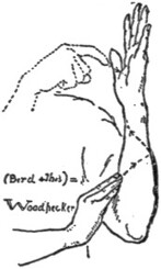 Woodpecker