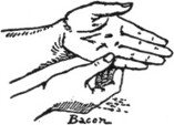 Bacon