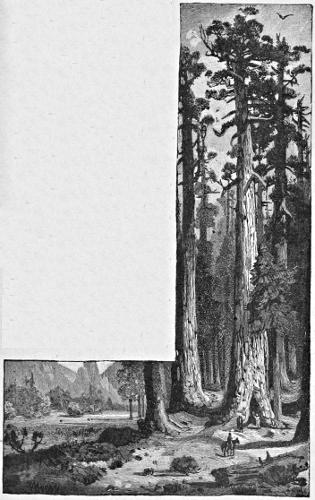 Tall trees