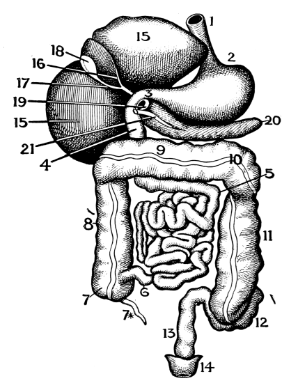 Image unavailable: The Digestive Organs.

(Viewed from the front.)