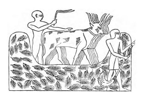 Egyptians Threshing.