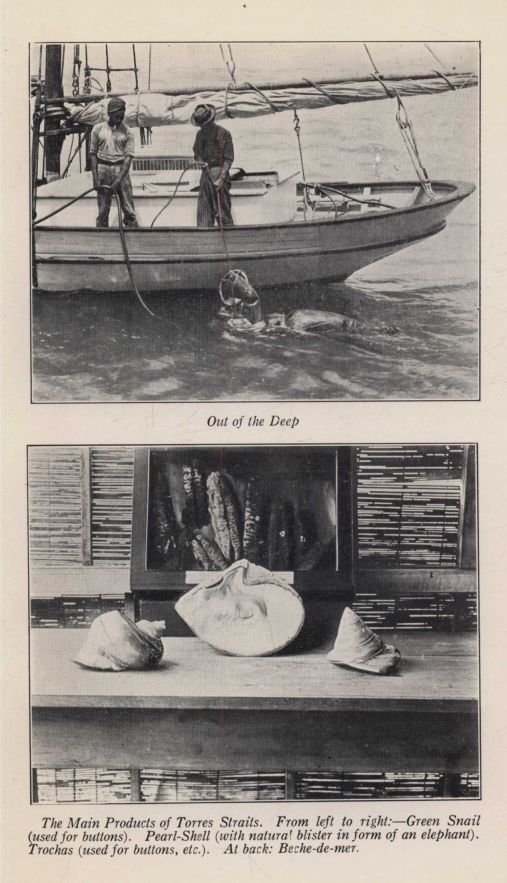 *Out of the Deep; The Main Products of Torres Straits. From left to right:—Green Snail (used for buttons). Pearl-Shell (with natural blister in form of an elephant). Trochas (used for buttons, etc.). At back: Beche-de-mer.*