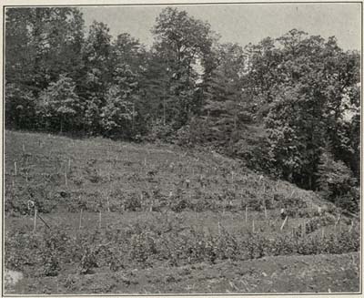 PATIENTS INTERESTED IN GRAPE GROWING