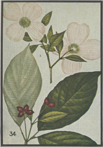 Eastern Dogwood