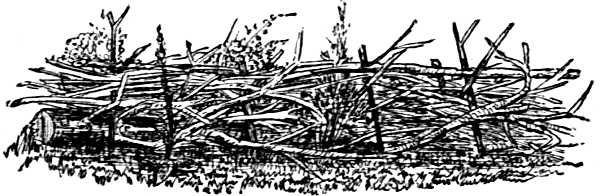 brush pile