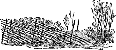 hedge plants bent to the left