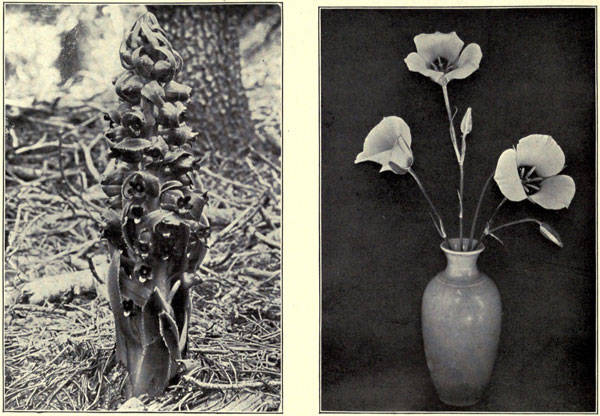 Mariposa Tulips
and the Snow Plant