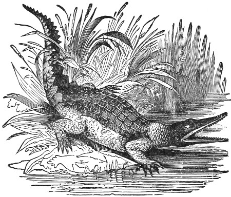 Alligator