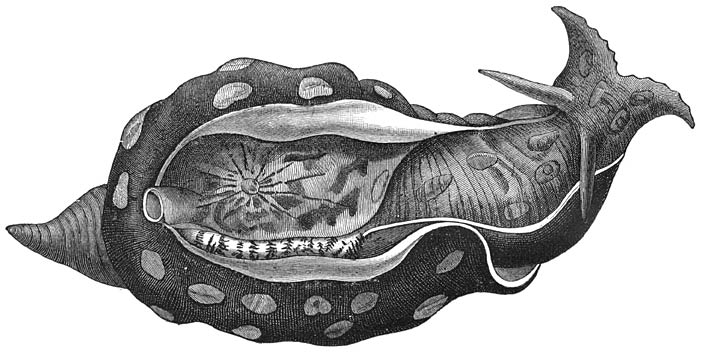 Gewone Zeehaas (Aplysia depilans). Ware grootte.